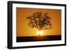 Meadow, Tree, Bald, Silhouette, Sunset Landscape-Ronald Wittek-Framed Photographic Print