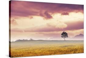 Meadow Tree-Andreas Stridsberg-Stretched Canvas