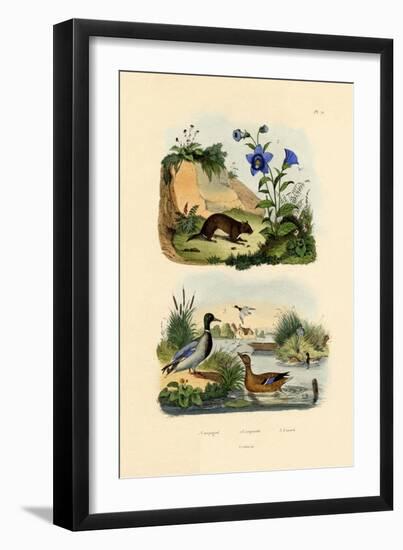 Meadow Vole, 1833-39-null-Framed Giclee Print