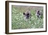 Meadow, Wild Boars, Making a Mess-Reiner Bernhardt-Framed Photographic Print