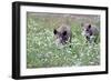 Meadow, Wild Boars, Making a Mess-Reiner Bernhardt-Framed Photographic Print