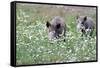 Meadow, Wild Boars, Making a Mess-Reiner Bernhardt-Framed Stretched Canvas