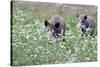 Meadow, Wild Boars, Making a Mess-Reiner Bernhardt-Stretched Canvas