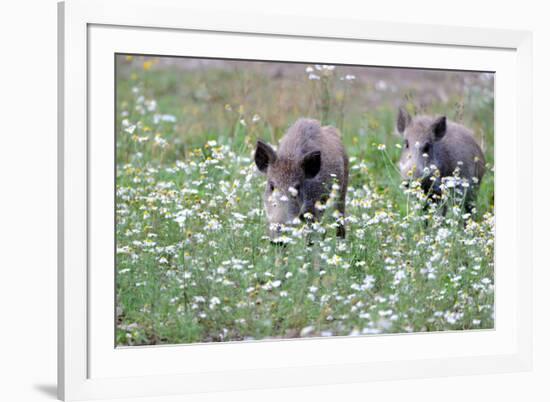 Meadow, Wild Boars, Making a Mess-Reiner Bernhardt-Framed Photographic Print