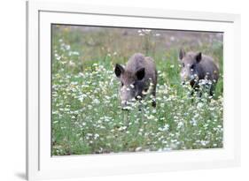 Meadow, Wild Boars, Making a Mess-Reiner Bernhardt-Framed Photographic Print