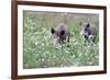 Meadow, Wild Boars, Making a Mess-Reiner Bernhardt-Framed Photographic Print