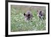 Meadow, Wild Boars, Making a Mess-Reiner Bernhardt-Framed Photographic Print