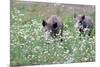 Meadow, Wild Boars, Making a Mess-Reiner Bernhardt-Mounted Photographic Print