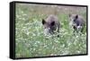 Meadow, Wild Boars, Making a Mess-Reiner Bernhardt-Framed Stretched Canvas