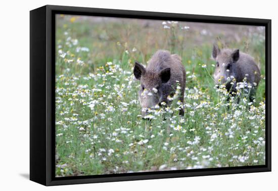 Meadow, Wild Boars, Making a Mess-Reiner Bernhardt-Framed Stretched Canvas