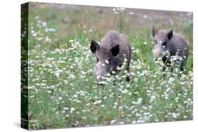 Meadow, Wild Boars, Making a Mess-Reiner Bernhardt-Stretched Canvas