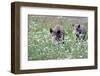 Meadow, Wild Boars, Making a Mess-Reiner Bernhardt-Framed Premium Photographic Print