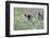 Meadow, Wild Boars, Making a Mess-Reiner Bernhardt-Framed Photographic Print