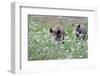 Meadow, Wild Boars, Making a Mess-Reiner Bernhardt-Framed Photographic Print