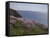 Meadow, Wild Flowers, Coast, England-Andrea Haase-Framed Stretched Canvas