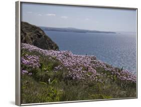 Meadow, Wild Flowers, Coast, England-Andrea Haase-Framed Photographic Print