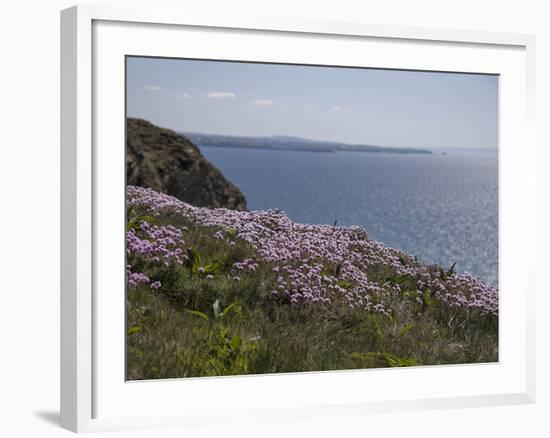 Meadow, Wild Flowers, Coast, England-Andrea Haase-Framed Photographic Print