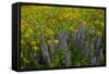 Meadow Wildflowers, Little Cottonwood Canyon, Albion Basin, Utah, USA-Charles Gurche-Framed Stretched Canvas