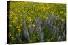 Meadow Wildflowers, Little Cottonwood Canyon, Albion Basin, Utah, USA-Charles Gurche-Stretched Canvas