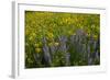 Meadow Wildflowers, Little Cottonwood Canyon, Albion Basin, Utah, USA-Charles Gurche-Framed Photographic Print