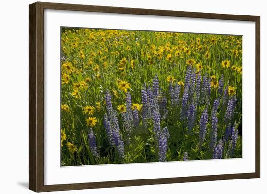 Meadow Wildflowers, Little Cottonwood Canyon, Albion Basin, Utah, USA-Charles Gurche-Framed Photographic Print