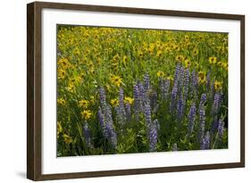 Meadow Wildflowers, Little Cottonwood Canyon, Albion Basin, Utah, USA-Charles Gurche-Framed Photographic Print