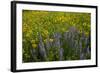 Meadow Wildflowers, Little Cottonwood Canyon, Albion Basin, Utah, USA-Charles Gurche-Framed Photographic Print