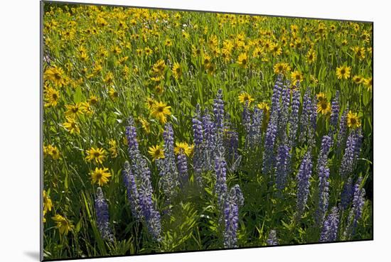 Meadow Wildflowers, Little Cottonwood Canyon, Albion Basin, Utah, USA-Charles Gurche-Mounted Photographic Print