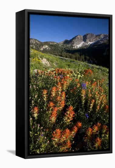 Meadow Wildflowers, Little Cottonwood Canyon, Albion Basin, Utah, USA-Charles Gurche-Framed Stretched Canvas