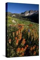 Meadow Wildflowers, Little Cottonwood Canyon, Albion Basin, Utah, USA-Charles Gurche-Stretched Canvas