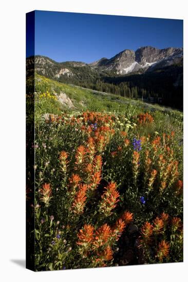 Meadow Wildflowers, Little Cottonwood Canyon, Albion Basin, Utah, USA-Charles Gurche-Stretched Canvas