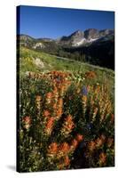 Meadow Wildflowers, Little Cottonwood Canyon, Albion Basin, Utah, USA-Charles Gurche-Stretched Canvas