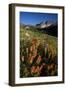 Meadow Wildflowers, Little Cottonwood Canyon, Albion Basin, Utah, USA-Charles Gurche-Framed Photographic Print