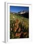 Meadow Wildflowers, Little Cottonwood Canyon, Albion Basin, Utah, USA-Charles Gurche-Framed Photographic Print