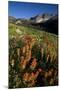 Meadow Wildflowers, Little Cottonwood Canyon, Albion Basin, Utah, USA-Charles Gurche-Mounted Photographic Print