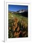 Meadow Wildflowers, Little Cottonwood Canyon, Albion Basin, Utah, USA-Charles Gurche-Framed Photographic Print