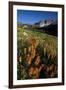 Meadow Wildflowers, Little Cottonwood Canyon, Albion Basin, Utah, USA-Charles Gurche-Framed Photographic Print