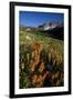 Meadow Wildflowers, Little Cottonwood Canyon, Albion Basin, Utah, USA-Charles Gurche-Framed Photographic Print