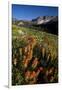 Meadow Wildflowers, Little Cottonwood Canyon, Albion Basin, Utah, USA-Charles Gurche-Framed Photographic Print