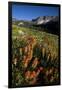 Meadow Wildflowers, Little Cottonwood Canyon, Albion Basin, Utah, USA-Charles Gurche-Framed Photographic Print