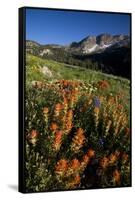 Meadow Wildflowers, Little Cottonwood Canyon, Albion Basin, Utah, USA-Charles Gurche-Framed Stretched Canvas