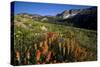 Meadow Wildflowers, Little Cottonwood Canyon, Albion Basin, Utah, USA-Charles Gurche-Stretched Canvas