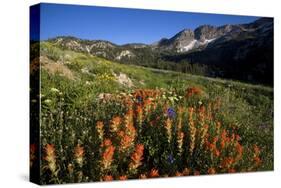 Meadow Wildflowers, Little Cottonwood Canyon, Albion Basin, Utah, USA-Charles Gurche-Stretched Canvas