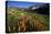 Meadow Wildflowers, Little Cottonwood Canyon, Albion Basin, Utah, USA-Charles Gurche-Stretched Canvas