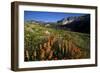 Meadow Wildflowers, Little Cottonwood Canyon, Albion Basin, Utah, USA-Charles Gurche-Framed Photographic Print