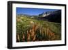 Meadow Wildflowers, Little Cottonwood Canyon, Albion Basin, Utah, USA-Charles Gurche-Framed Photographic Print