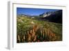 Meadow Wildflowers, Little Cottonwood Canyon, Albion Basin, Utah, USA-Charles Gurche-Framed Photographic Print