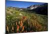 Meadow Wildflowers, Little Cottonwood Canyon, Albion Basin, Utah, USA-Charles Gurche-Mounted Photographic Print