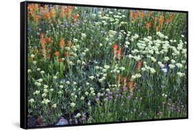 Meadow Wildflowers, Little Cottonwood Canyon, Albion Basin, Utah, USA-Charles Gurche-Framed Stretched Canvas