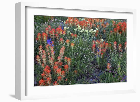 Meadow Wildflowers, Little Cottonwood Canyon, Albion Basin, Utah, USA-Charles Gurche-Framed Photographic Print